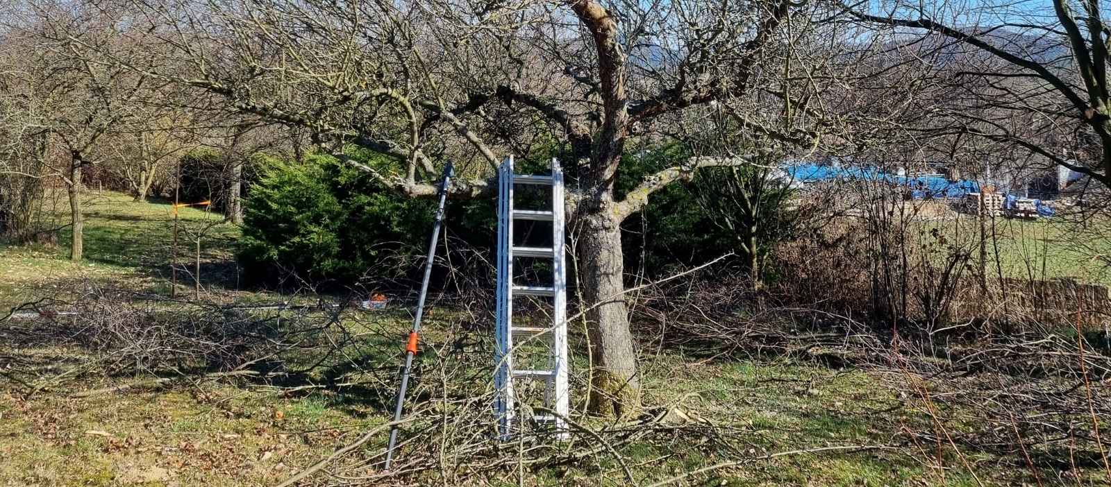tvarovani a řez ovocných stromu
