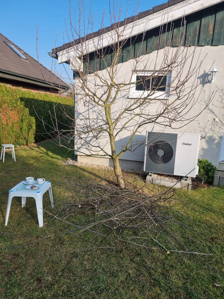 strih-ovocnych-stromu-jablon-po-strihu-01